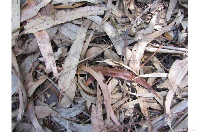 How Dried Leaf Size and Shape Fuel Small Sparks into Massive Bushfires