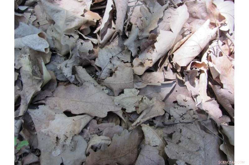 How Dried Leaf Size and Shape Fuel Small Sparks into Massive Bushfires