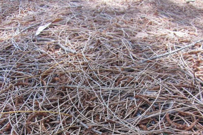 How Dried Leaf Size and Shape Fuel Small Sparks into Massive Bushfires