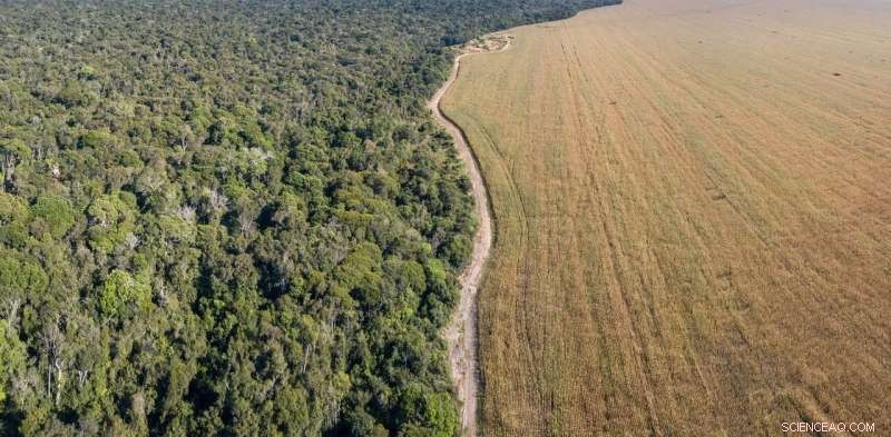 Meat Demand Drives Deforestation in Brazil—Reforming the Soy Industry Could End It