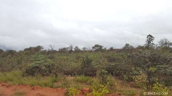 Meat Demand Drives Deforestation in Brazil—Reforming the Soy Industry Could End It