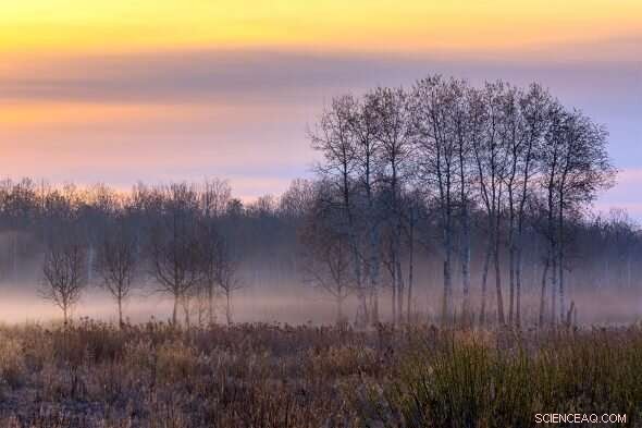 How Rebuilding Farm-Adjacent Wetlands Can Significantly Cut Water Pollution