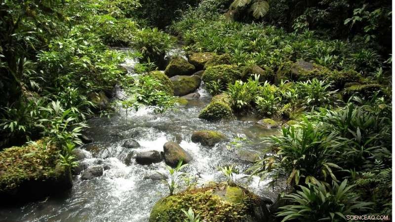 New Study Reveals How Fertilizer Runoff Triggers Cascading Ecological Impacts in Streams and Rivers