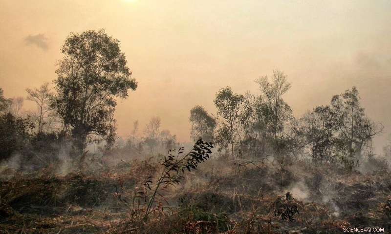 Swansea Research Finds Only 10% of Indonesian Island Forests Resist Fires – Urgent Protection Needed