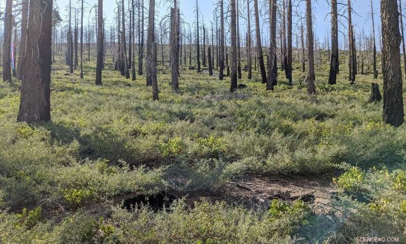 Strategic Reforestation Planning After Wildfires