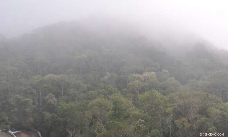 Brazilian Forests Transition from Carbon Sinks to Sources, Study Reveals