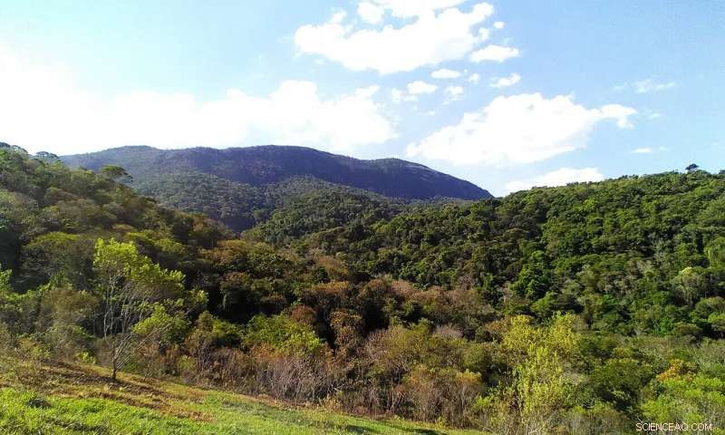 Brazilian Forests Transition from Carbon Sinks to Sources, Study Reveals