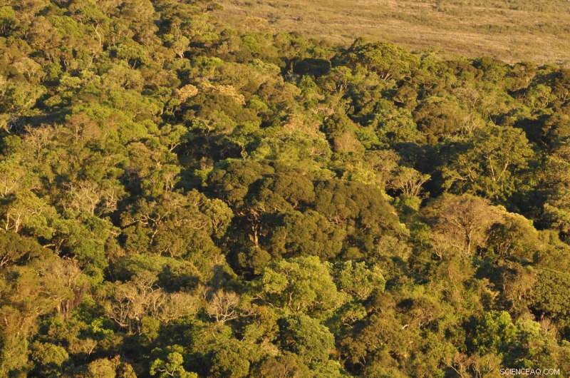 Brazilian Forests Transition from Carbon Sinks to Sources, Study Reveals