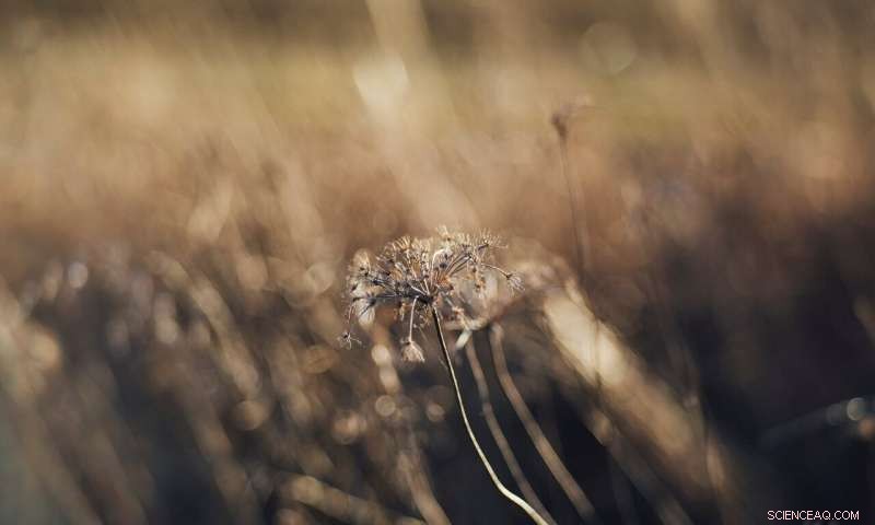 Modern Food Production Threatens Global Biodiversity: Study Warns of Widespread Habitat Loss