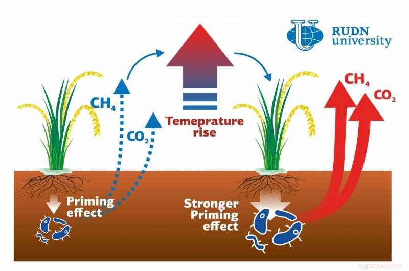 New Study Links Global Warming to Rising Greenhouse Gas Emissions in Rice Paddy Soils