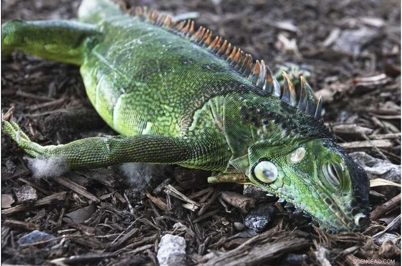 Florida Prepares for Cold Front and Iguana Dropouts Ahead of Christmas