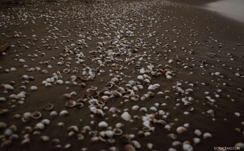 New Study Finds Highest Microplastic Levels in Molluscs: Mussels, Oysters, Scallops Lead