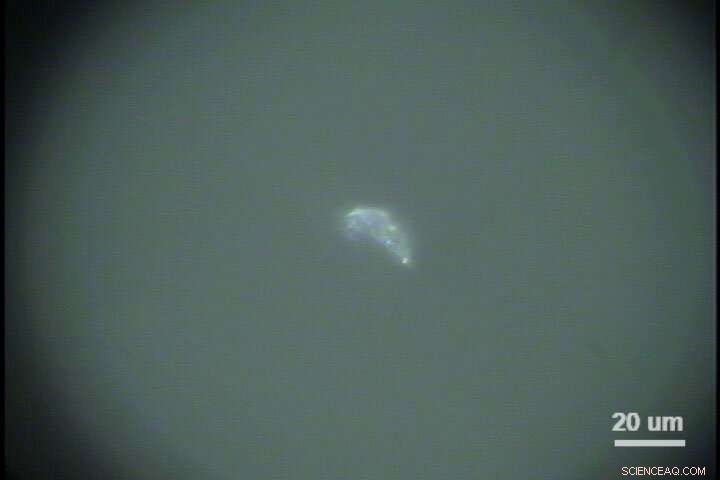 Innovative Study Detects Tiny Microplastics Across Japan s Subtropical Ocean