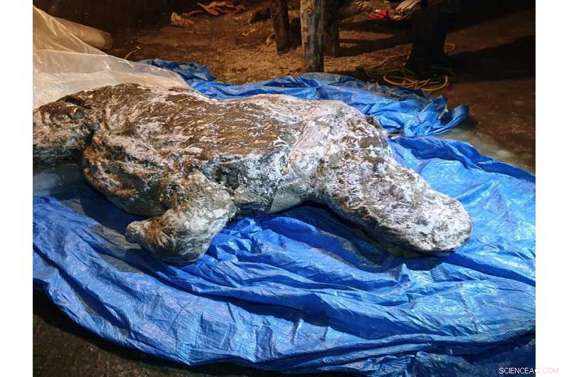 Ice Age Woolly Rhino Skeleton Discovered in Siberia