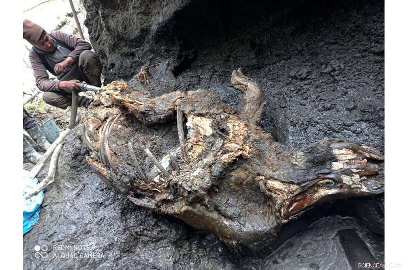 Ice Age Woolly Rhino Skeleton Discovered in Siberia