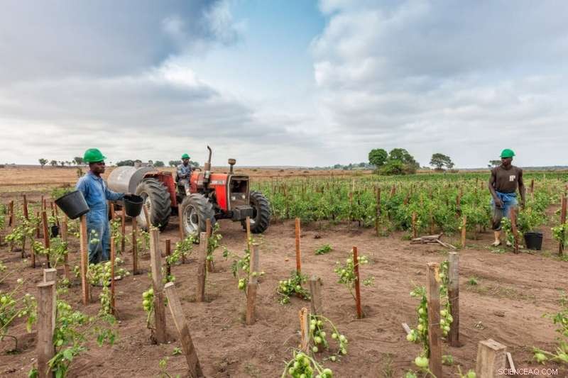 How Tractors Are Transforming African Agriculture: Insights from Four Countries