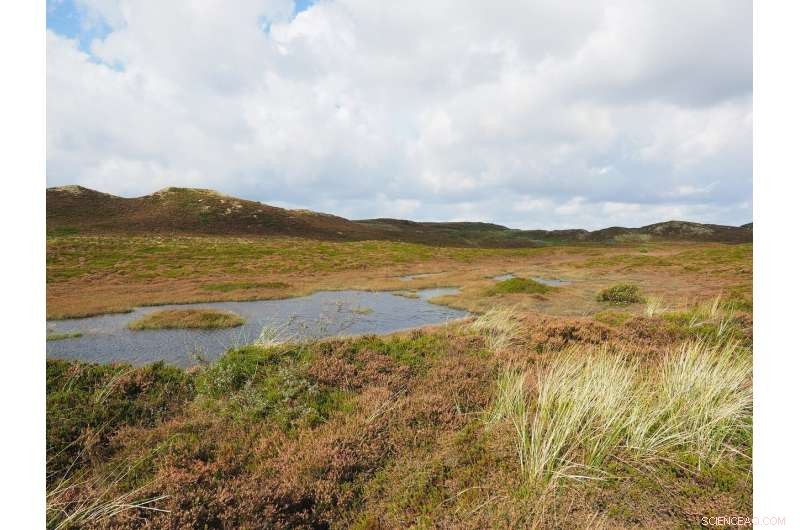 Peat Record of Dust Fluxes Reveals Sudden Climate Shifts Since the Last Deglaciation