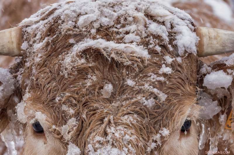 Record Snowstorm Claims Four Lives, Halts Major Spanish Regions