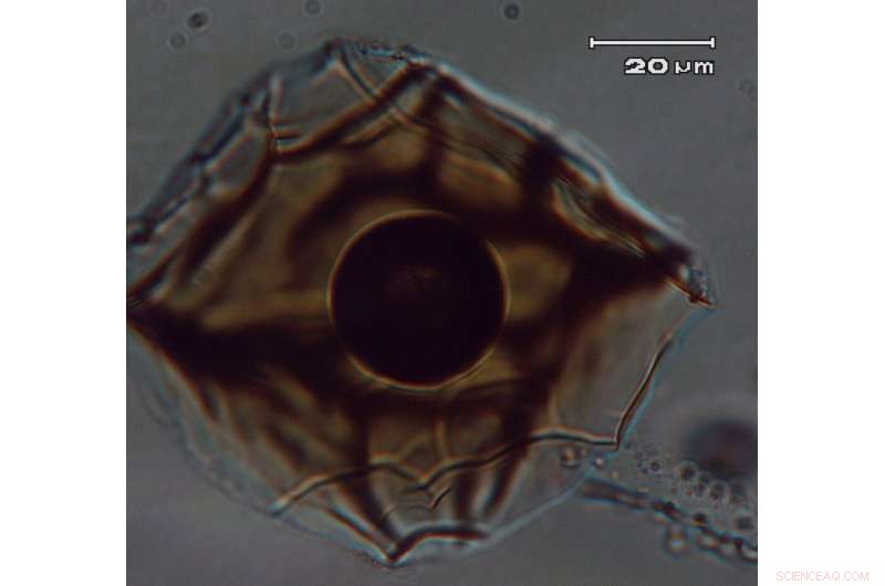 Unveiling the 1,000-Year-Old Sunset Crater Eruption: Origins and Lasting Impact