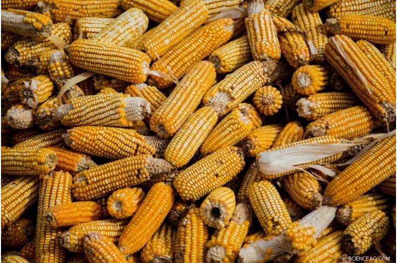 Soil Degradation Drains $500M from U.S. Corn Farmers Each Year