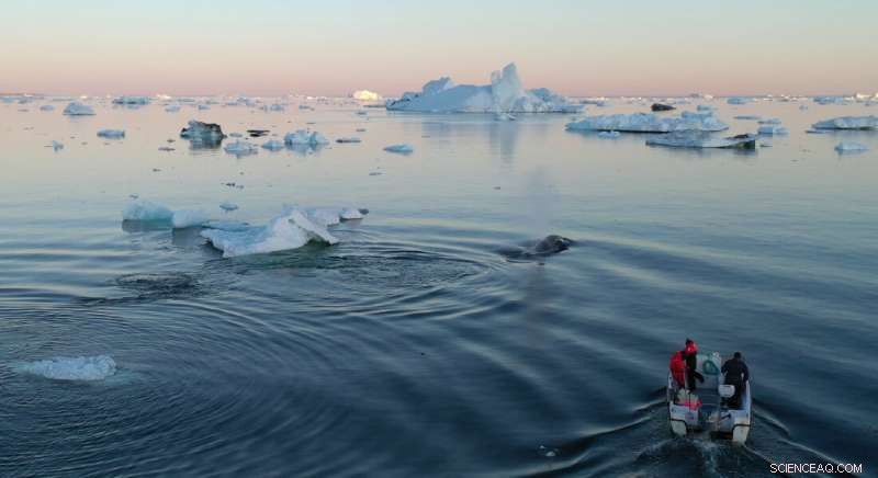 How a Simple Water Sample Reveals Climate Change’s Impact on Arctic Marine Life
