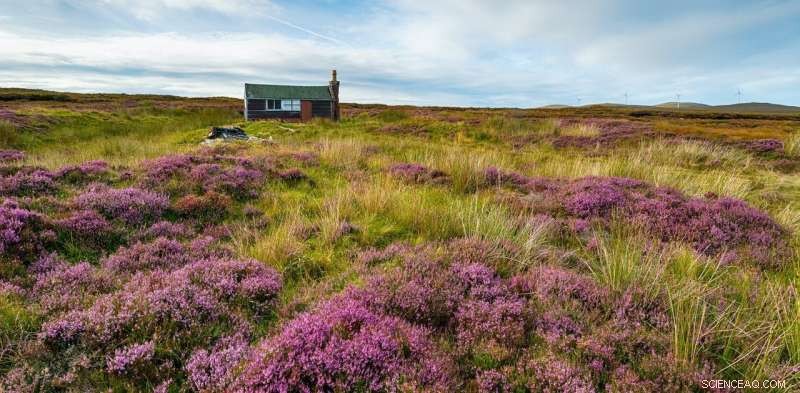 Restoring Peat Bogs: A Proven Climate‑Change Mitigation Strategy & Ecological Revival