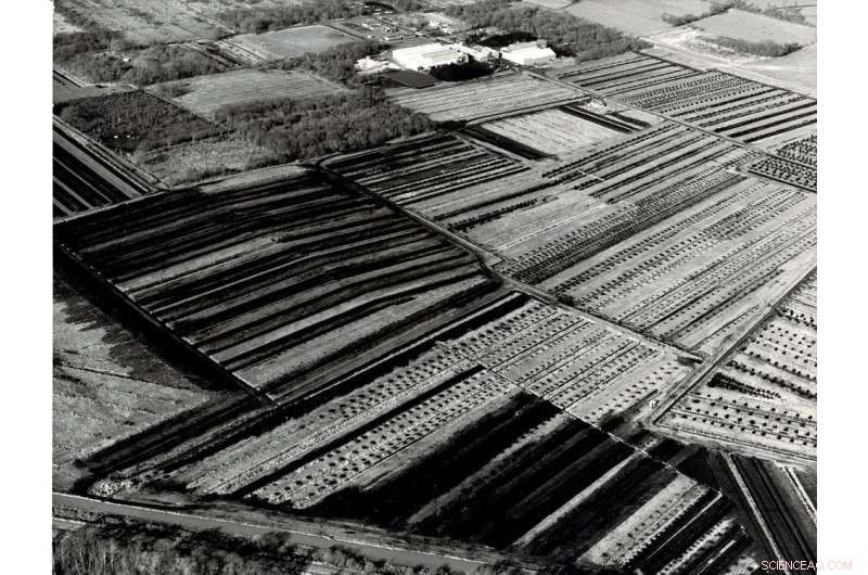 Restoring Peat Bogs: A Proven Climate‑Change Mitigation Strategy & Ecological Revival