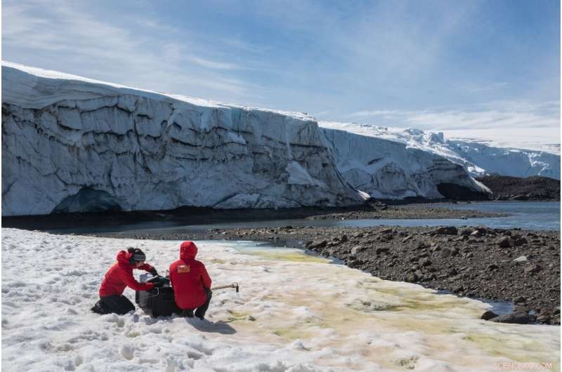 Red and Green Snow Algae Accelerate Melt on the Antarctic Peninsula