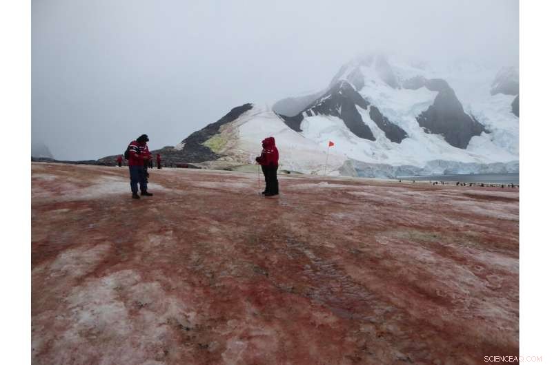 Red and Green Snow Algae Accelerate Melt on the Antarctic Peninsula