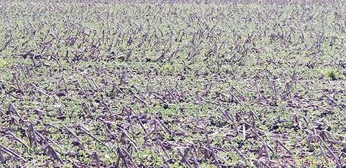 No-Till Farming Drastically Reduces Soil Erosion in Vulnerable Areas, University of Illinois Study Shows