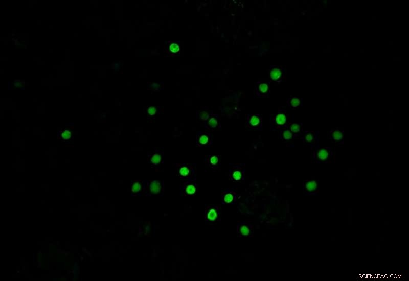 Tiny Oceanic Creatures Play a Key Role in Combating Climate Change