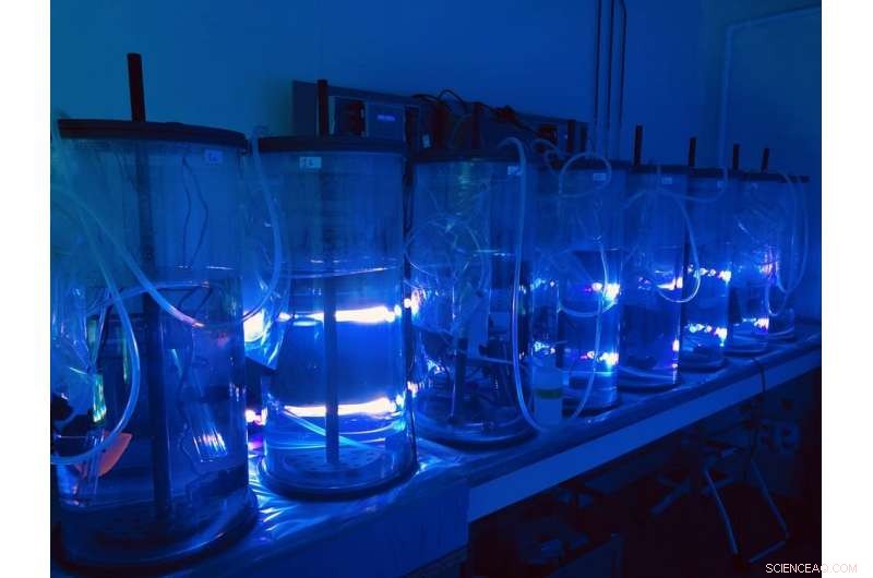 Tiny Oceanic Creatures Play a Key Role in Combating Climate Change