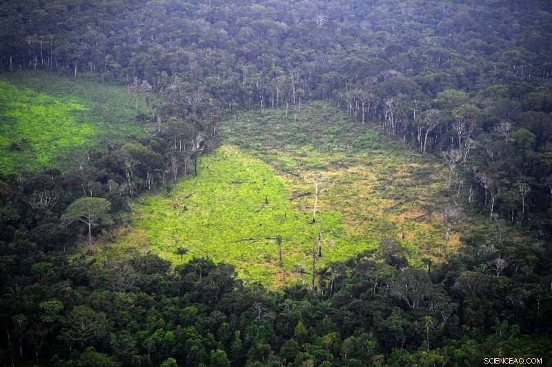 WWF Reports Deforestation Hotspots Larger Than Germany