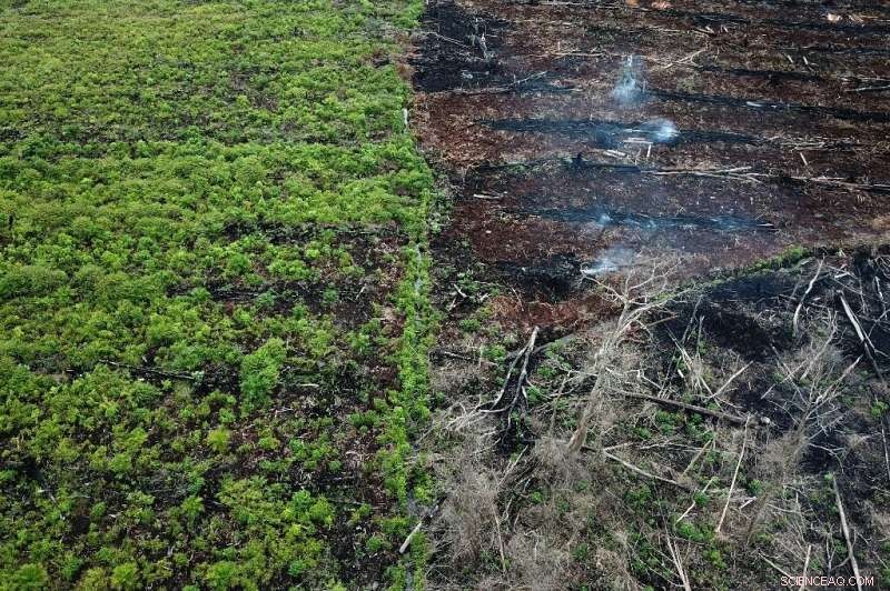 WWF Reports Deforestation Hotspots Larger Than Germany