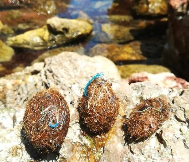 Seagrass  Neptune Balls  Trap Billions of Plastic Debris in the Mediterranean