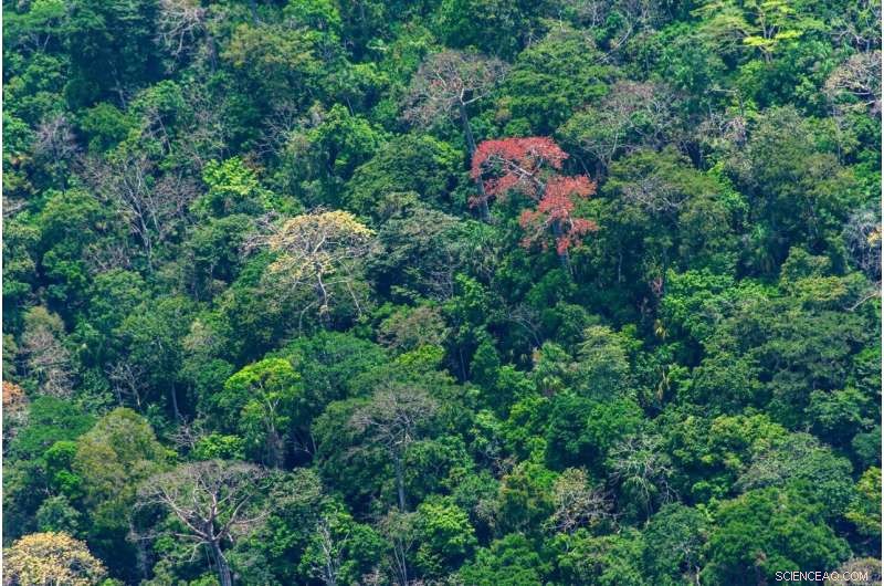 Scientists Cut Uncertainty in Forest Carbon Storage Estimates