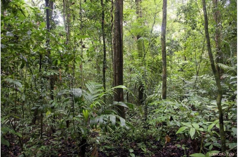 Scientists Cut Uncertainty in Forest Carbon Storage Estimates