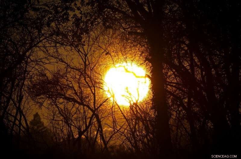 Forests Could Become CO₂ Emitters by 2050, Threatening Climate Goals