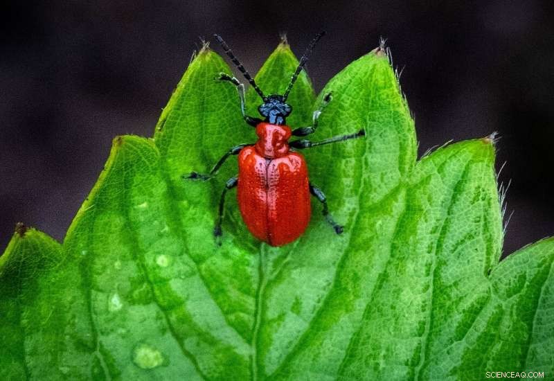 Forests Could Become CO₂ Emitters by 2050, Threatening Climate Goals