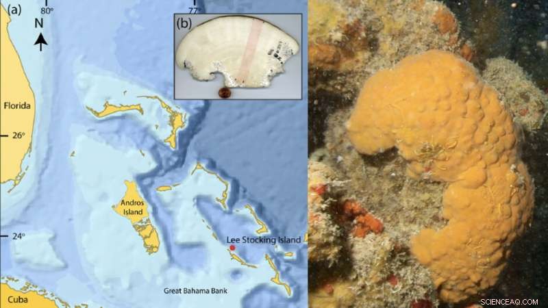 Ancient Sponge Reveals 600 Years of Climate and Volcanic History