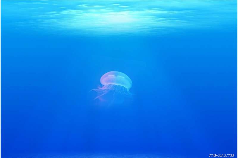 Ancient Ocean Oxygen Levels Show Resilience to Climate Change