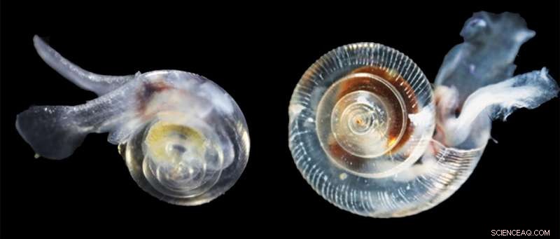 Acidification Hinders Shell Growth in Plankton Along the US West Coast