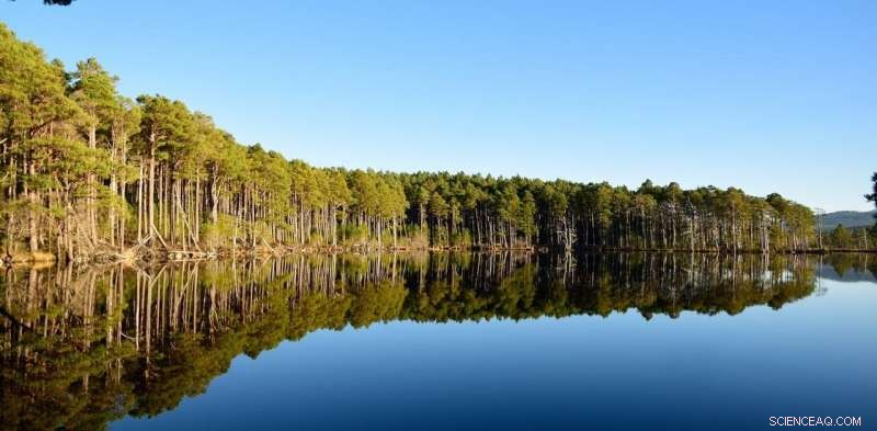 Forests Accelerate Growth to Recover from Drought