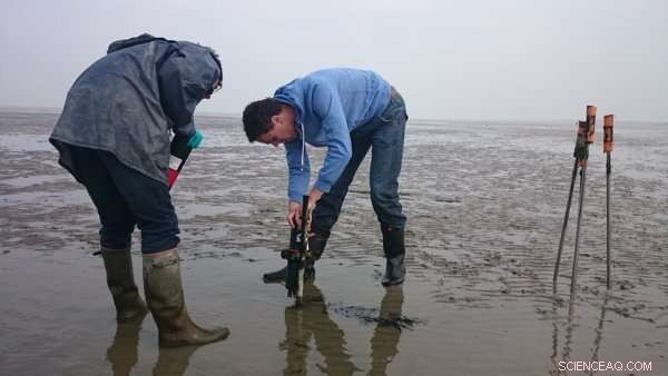 Enhancing Coastal Resilience: Integrating Salt Marshes with Dykes for Sustainable Protection