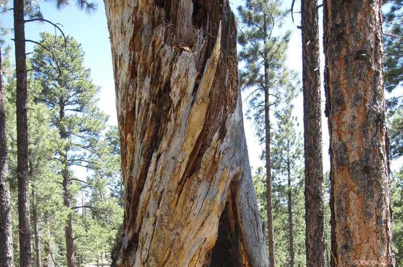 Ancient New Mexican Practices Show Sustainable Coexistence with Wildfire