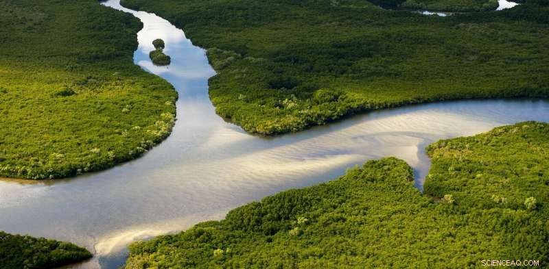 Australia s Wetlands: $27 Billion Saved in Storm Damage Over 5 Decades