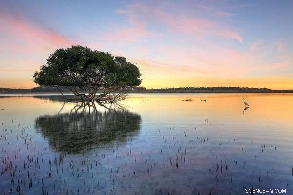 Australia s Wetlands: $27 Billion Saved in Storm Damage Over 5 Decades