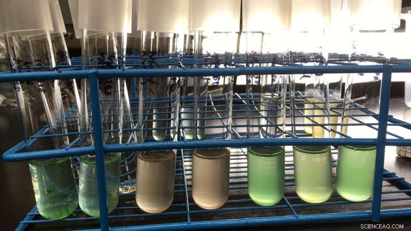 Extreme Weather Alters Composition and Abundance of Estuarine Picophytoplankton