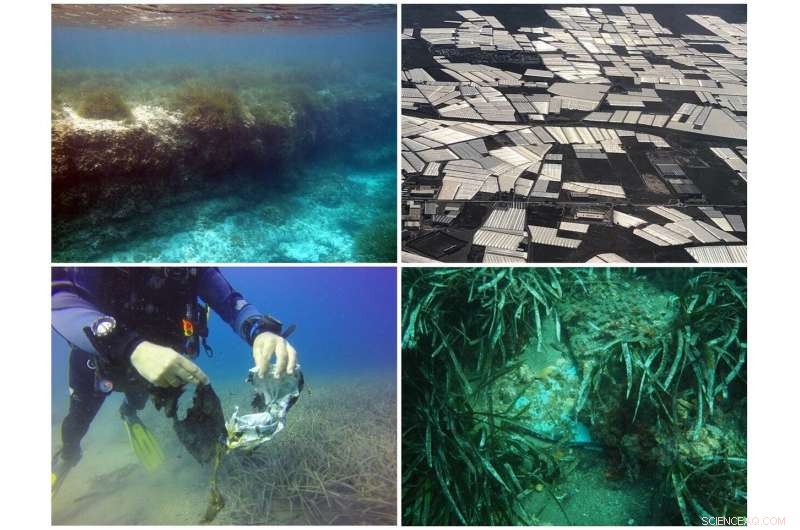 Seagrass Soil Reveals Steep Rise in Microplastics Since the 1970s