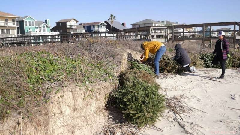 Texas Coast Rebuilds Storm-Damaged Dunes Using Christmas Trees
